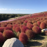 ブルーライト 栃の木